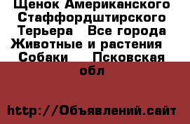 Щенок Американского Стаффордштирского Терьера - Все города Животные и растения » Собаки   . Псковская обл.
